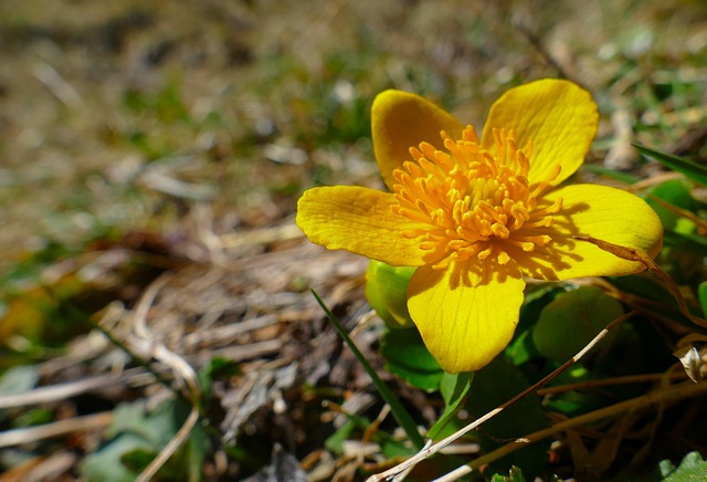 Sumpfdotterblume