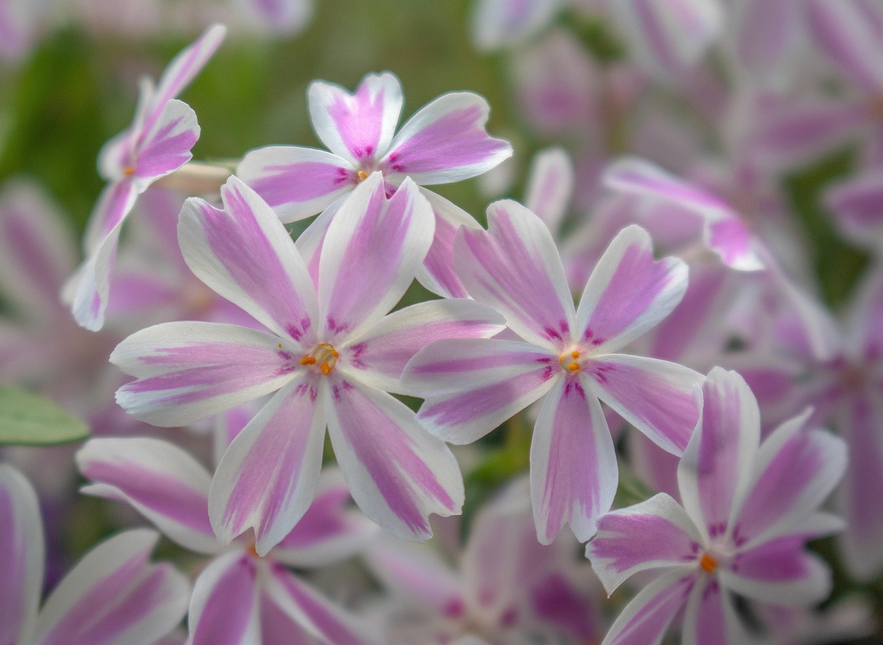 Teppich-Phlox Mc Daniel