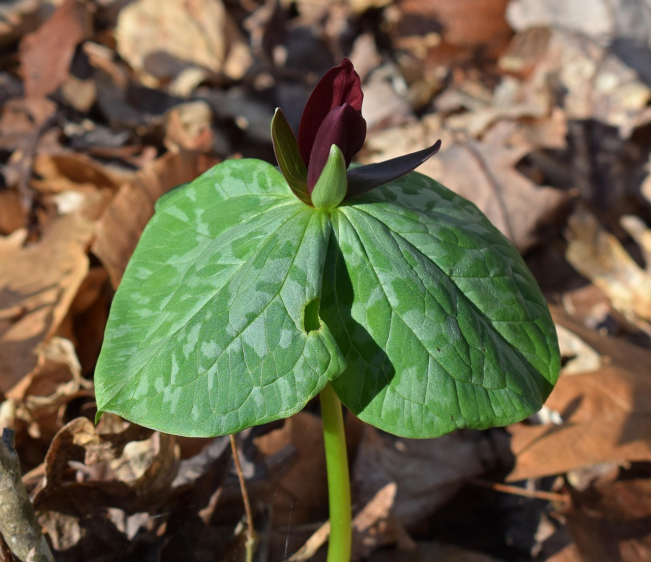 Trillium Recurvatum