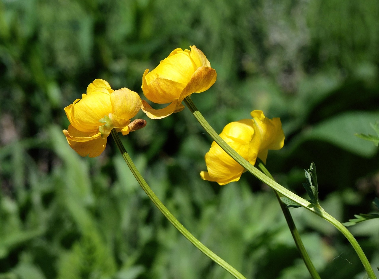 Trollblume Goldquelle