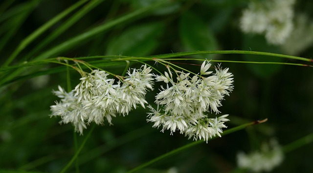 Waldmarbel