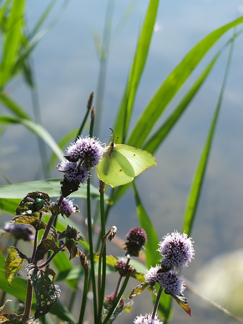 Wasserminze