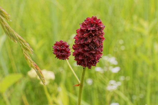 Weißer Wiesenknopf