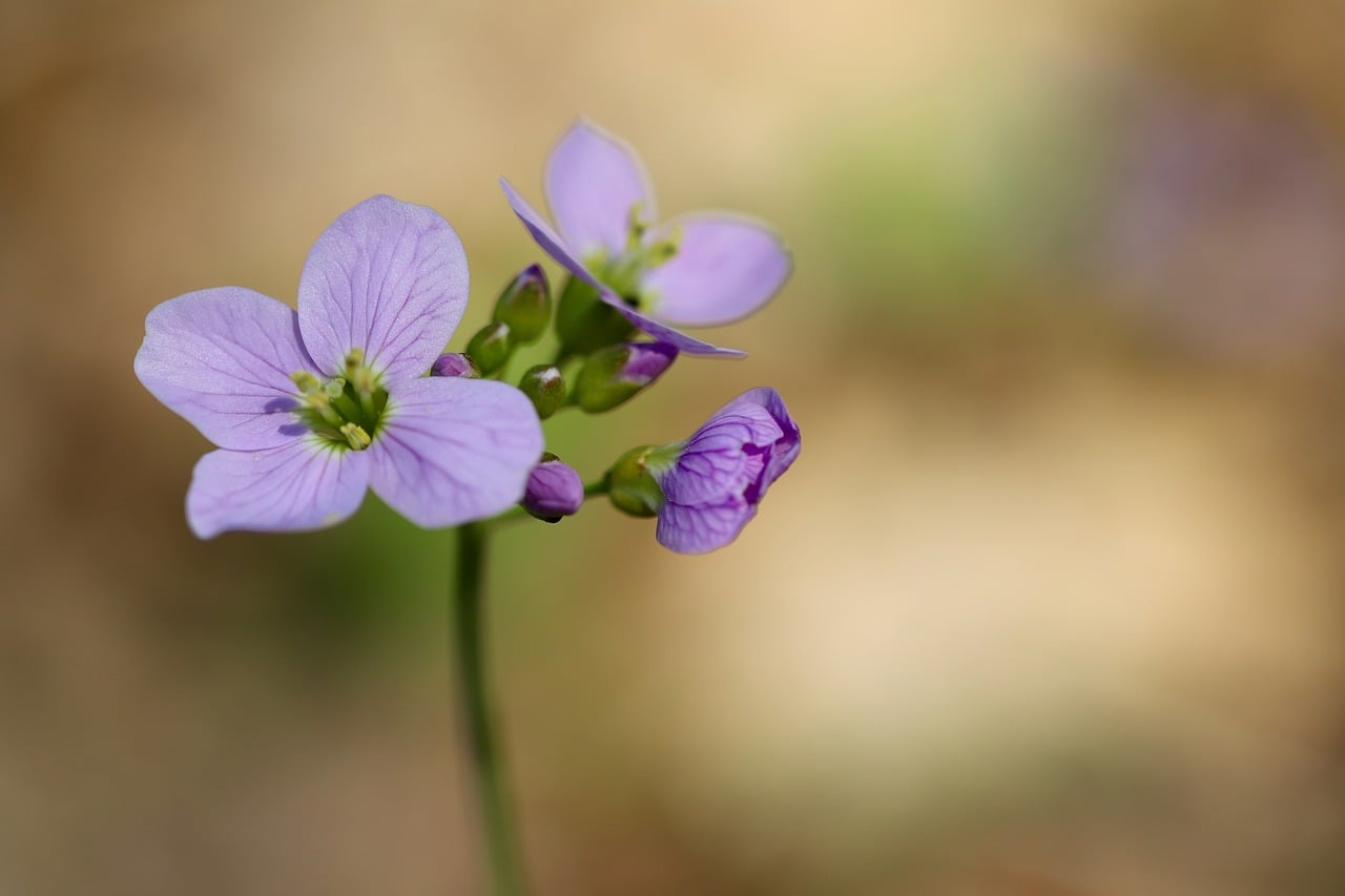Wiesenschaumkraut