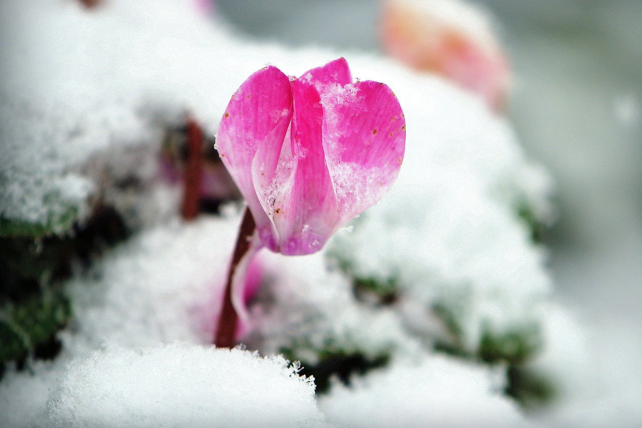 Winter-Alpenveilchen
