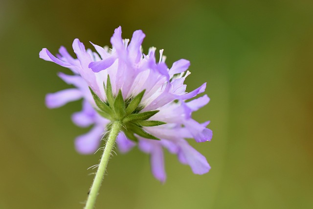 Witwenblume